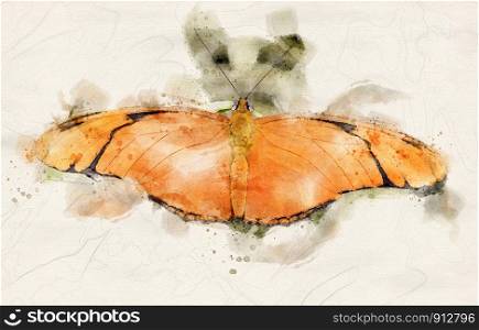 watercolor illustration of a Julia Heliconian (Dryas iulia) butterfly with open wings