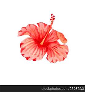 Watercolor illustration of flower of red hibiscus. Hand drawn exotic tropical plant isolated on white background. Red hibiscus for card, invitation, design, print.