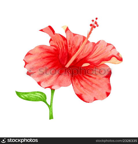 Watercolor illustration of flower of red hibiscus. Hand drawn exotic tropical plant isolated on white background. Red hibiscus for card, invitation, design, print.