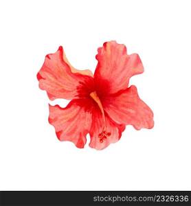 Watercolor illustration of flower of red hibiscus. Hand drawn exotic tropical plant isolated on white background. Red hibiscus for card, invitation, design, print.
