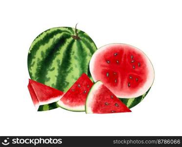 Watercolor illustration of whole, half and slices watermelon. Hand drawn summer berry composition of cutted ripe watermelon isolated on white background