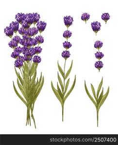 Watercolor lavender bouquet and single lavender flowers. Hand drawn floral set isolated on white. Honey herb