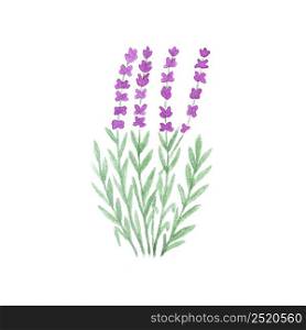 Watercolor lavender bouquet isolated on white background. Watercolor illustration. Nature element. Organic concept.