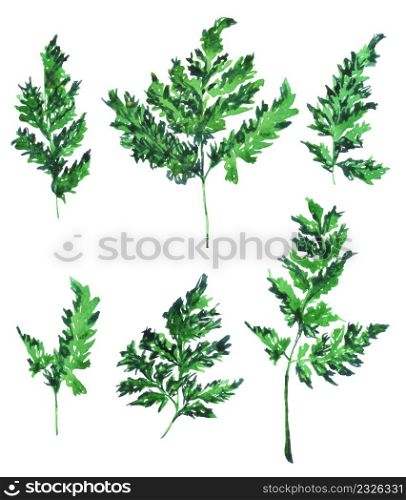 Watercolor leaves of parsley on white background. Hand drawn illustration of parsley set.