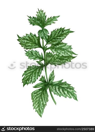 Watercolor lemon balm mint twig. Hand drawn herbal illustration isolated on white background. Honey herb.