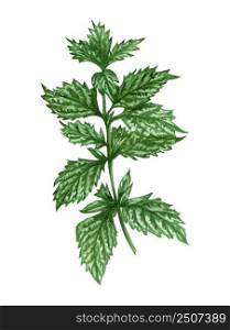 Watercolor lemon balm mint twig. Hand drawn herbal illustration isolated on white background. Honey herb.