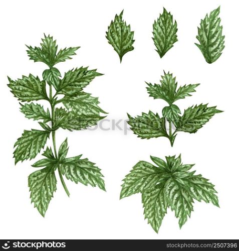 Watercolor lemon balm mint twig illustration . Hand drawn herbal set of mint leaves and lemon balm plant isolated on white background. Honey herb.