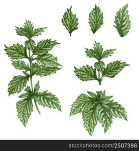 Watercolor lemon balm mint twig illustration . Hand drawn herbal set of mint leaves and lemon balm plant isolated on white background. Honey herb.