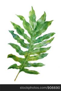 watercolor painting of leaves on white background