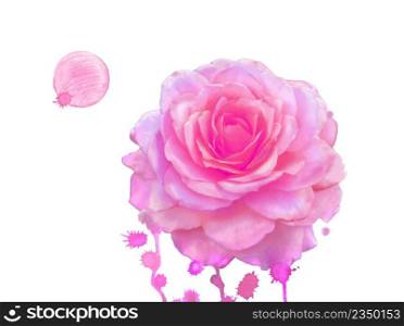 Watercolor pink rose. Pink rose watercolor illustration. Pink rose art
