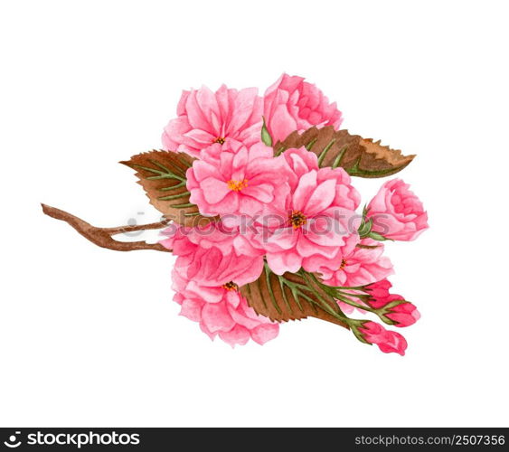 Watercolor pink sakura flowers, plum, almond flowers on blooming twig. Hand drawn spring fruit tree branch isolated on white background.