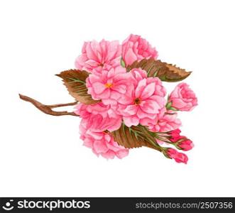 Watercolor pink sakura flowers, plum, almond flowers on blooming twig. Hand drawn spring fruit tree branch isolated on white background.