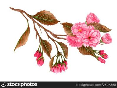 Watercolor pink sakura flowers, plum, almond flowers on blooming twig. Hand drawn spring fruit tree branch isolated on white background.