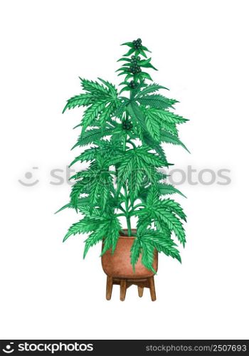 Watercolor potted hemp plant. Cannabis indica tree in a pot, marijuana. Hand drawn illustration of weed on white background.