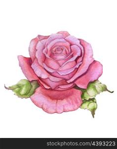 Watercolor rose over white