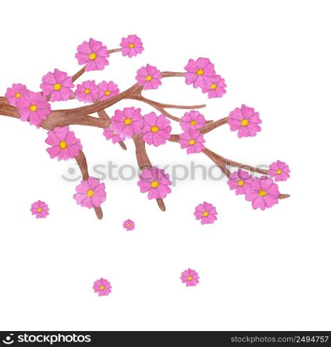 Watercolor sakura branch with blooming flowers. Illustration isolated on white background.