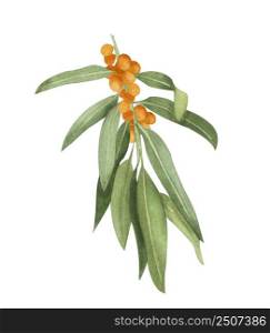 Watercolor sea-buckthorn illustration. Hand drawn branch of white sea buckthorn with orange berries and green leaves isolated on white background. Honey herb.