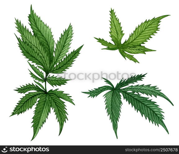 Watercolor set of different green cannabis leaves on white background. Hand drawn illustration.