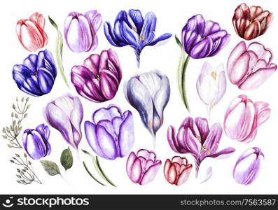 Watercolor set with crocus and tulips flowers. Illustration. Watercolor set with crocus and tulips flowers.