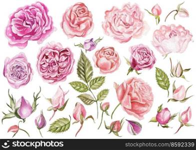 Watercolor set with different roses. Illustration. Watercolor set with different roses. 