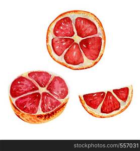 Watercolor set with grapefruit slices. Isolated exotic fruit on a white background.. Watercolor set with grapefruit slices.