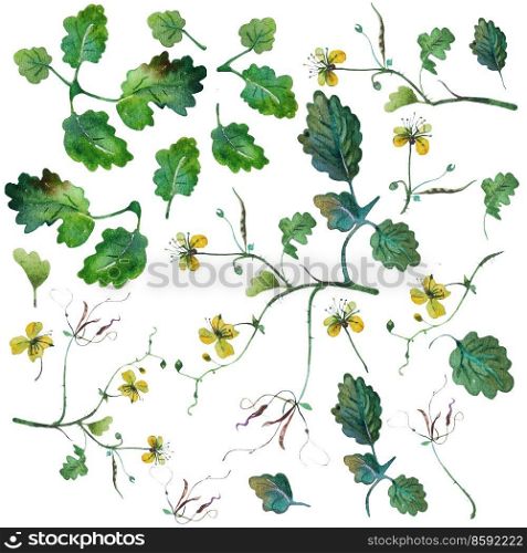 Watercolor set with leaves and flowers of celandine. illustrations. Watercolor set with leaves and flowers of celandine. 