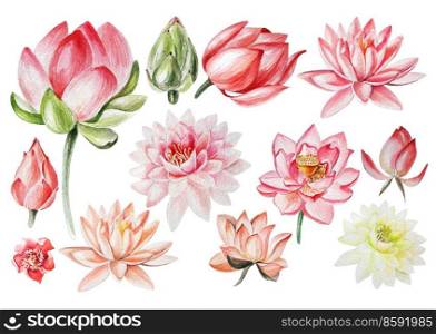 Watercolor set with lotus flowers . Illustration. Watercolor set with lotus flowers . 