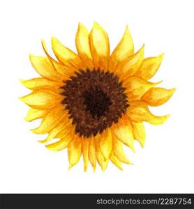 Watercolor Sunflower isolated on white background. Yellow flower, Autumn flower. Sunny flower.