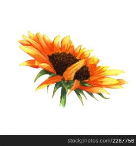 Watercolor Sunflower isolated on white background. Yellow flower, Autumn flower. Sunny flower.