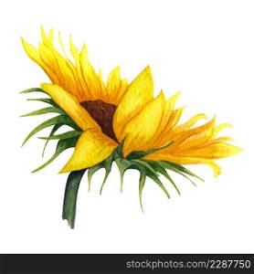 Watercolor Sunflower isolated on white background. Yellow flower with leaves, Autumn flower. Sunny flower.