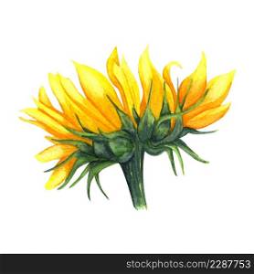 Watercolor Sunflower isolated on white background. Yellow flower with leaves, Autumn flower. Sunny flower.