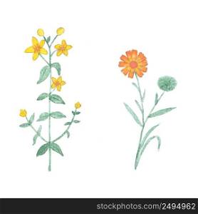 Watercolor tutsan and calendula isolated on white background. Hand drawn healing herb isolated.