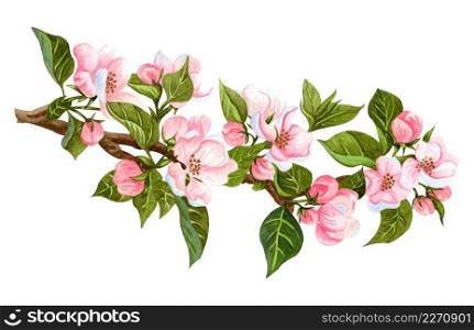 Watercolor twig of blooming app≤tree. Realistic hand drawn app≤branches with≤aves, buds and flowers isolated on white background. For invitations, fabric, design and wedding cards.