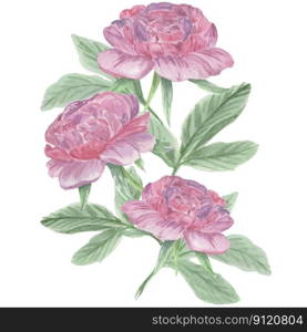 Watercolor vector hand painting illustration of peony flowers and green leaves.