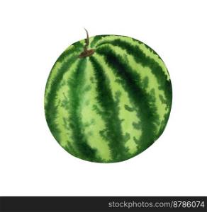 Watercolor whole watermelon.  Hand drawn illustration of ripe summer tropical fruit isolated on white background