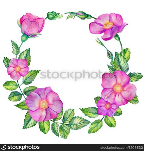 Watercolor wreath with wild rose. Pink flowers, leaves, buds and bouquet isolated on white background with place for text. Hand drawn wedding cards design elements. Rosa canina, rosehip, rose.. Watercolor wreath with wild rose.