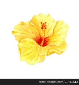 Watercolor yellow hibiscus, tropical flower. Hand drawn big sunny flower isolater on white background.