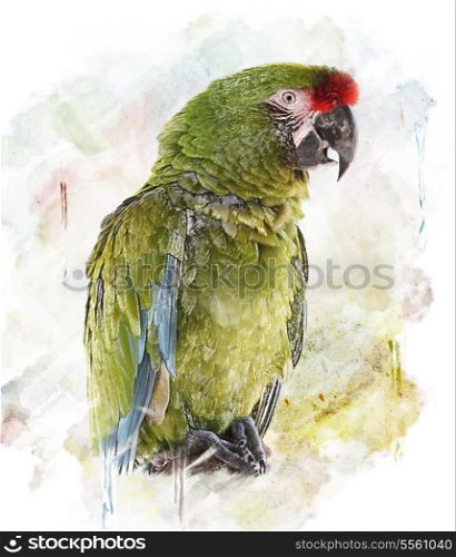 WatercolorGreen Parrot Image.Digital Painting