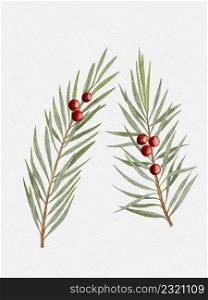 Watercolour hand paint Branch of juniper with red berries isolated on white, Nature element for Merry Christmas or New Year greeting card
