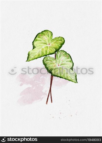 Watercolour hand paint of Caladium bicolour on paper, illustration Isolated natural green leaf with random pink and red dot on White background