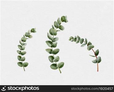 Watercolour set hand painted Eucalyptus round shape on branches. Illustration Natural green leaves elements isolated on white background design for textile, card and background