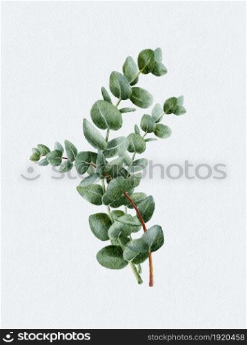 Watercolour set hand painted Eucalyptus round shape on branches. Illustration Natural green leaves elements isolated on white background design for textile, card and background
