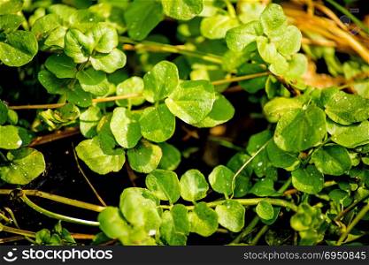 Watercress, fresh eatable herb and medicinal plant in spring