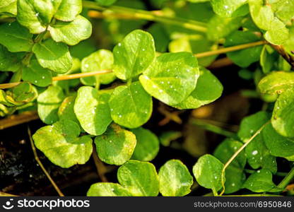 Watercress, fresh eatable herb and medicinal plant in spring