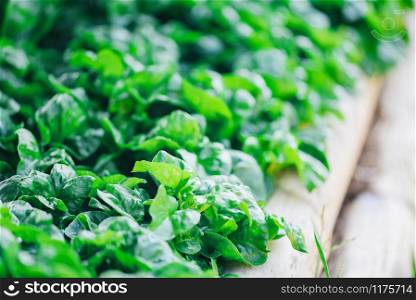Watercress growing in the vegetable garden plant green leaf texture background / Fresh watercress salad and herb