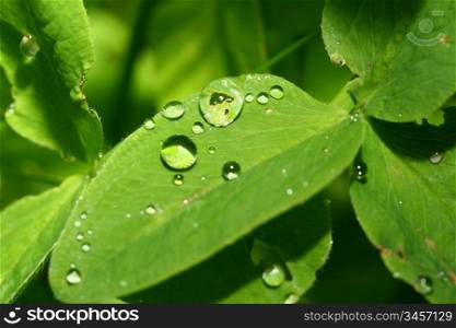 Waterdroplets on a leaf