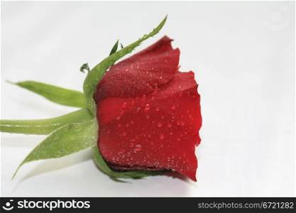 Waterdrops on a single red rose, overwhite