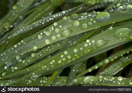 waterdrops on green leaves as background