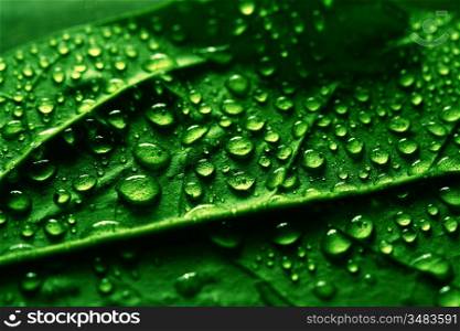 waterdrops on green plant leaf macro
