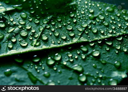 waterdrops on green plant leaf macro